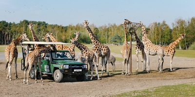 Beekse Bergen gamedrive Beekse Bergen gamedrive